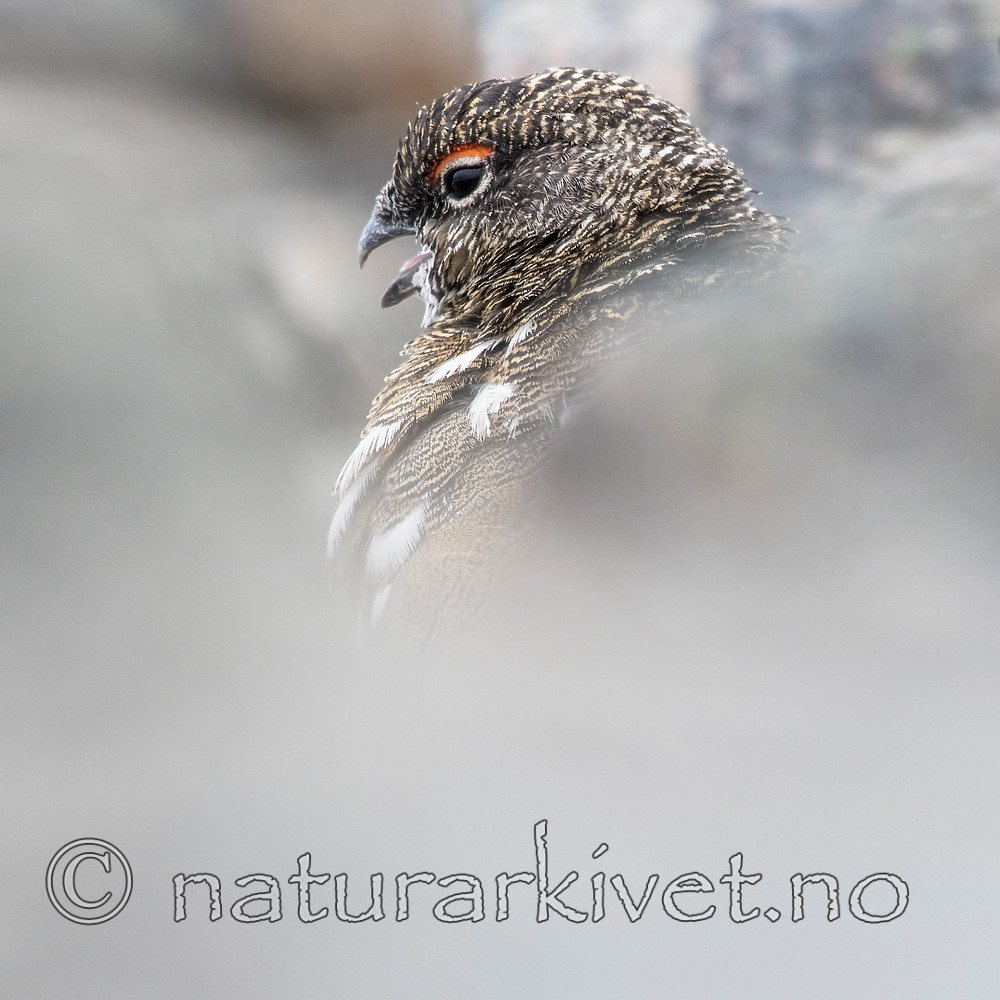 BB_20160715_0414 / Lagopus muta / Fjellrype <br /> Lagopus muta hyperborea / Svalbardrype