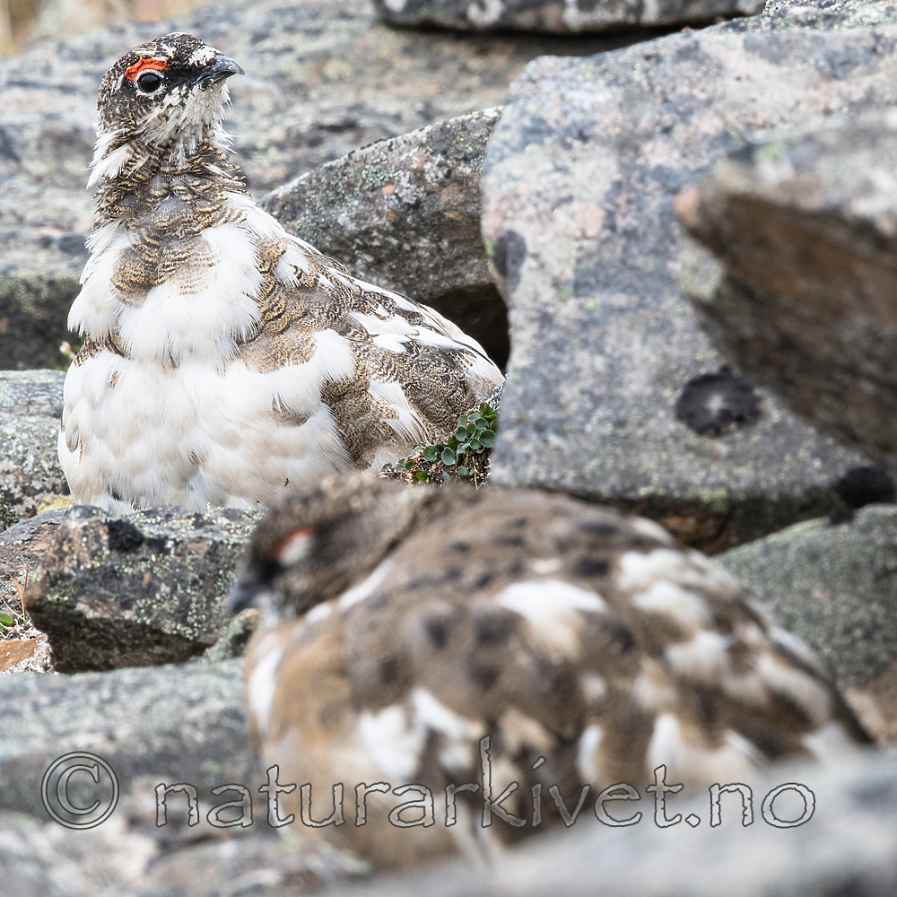 BB_20160715_0433 / Lagopus muta / Fjellrype <br /> Lagopus muta hyperborea / Svalbardrype