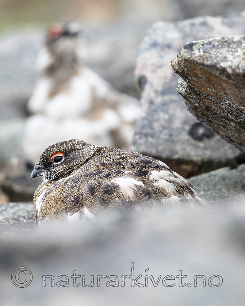 BB_20160715_0435 / Lagopus muta / Fjellrype <br /> Lagopus muta hyperborea / Svalbardrype