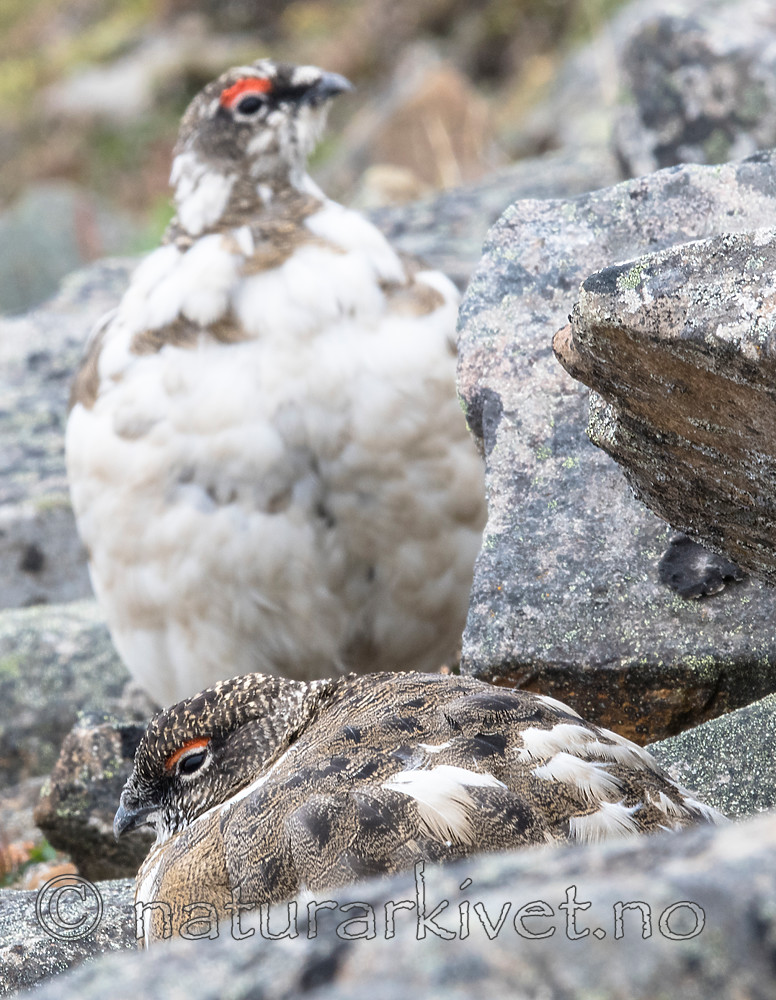 BB_20160715_0454 / Lagopus muta / Fjellrype <br /> Lagopus muta hyperborea / Svalbardrype