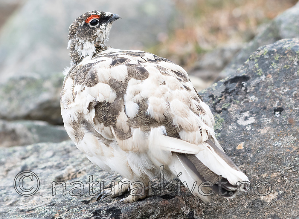 BB_20160715_0506 / Lagopus muta / Fjellrype <br /> Lagopus muta hyperborea / Svalbardrype