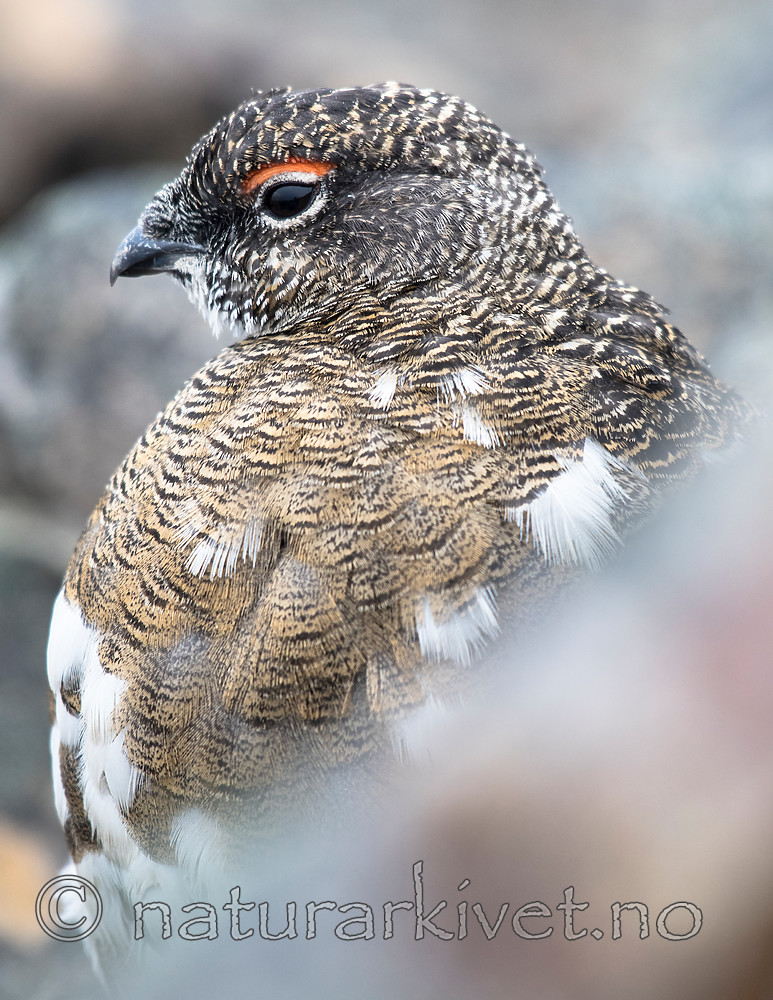 BB_20160715_0529 / Lagopus muta / Fjellrype <br /> Lagopus muta hyperborea / Svalbardrype