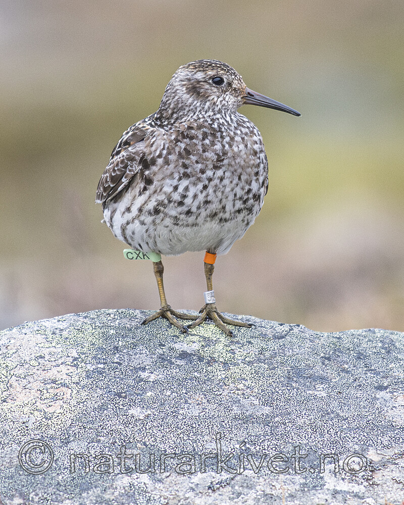 BB_20160715_0542 / Calidris maritima / Fjæreplytt