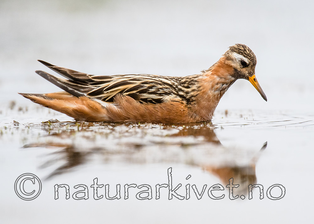 BB_20160715_0646 / Phalaropus fulicarius / Polarsvømmesnipe