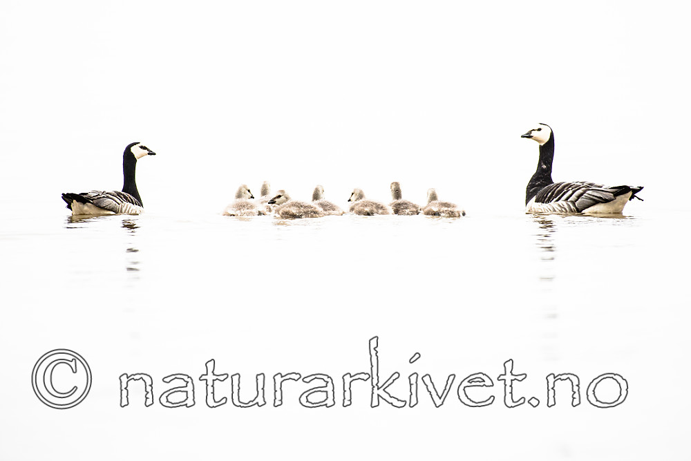 BB_20160716_0011 / Branta leucopsis / Hvitkinngås