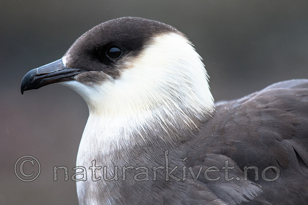 BB_20160716_0034 / Stercorarius parasiticus / Tyvjo