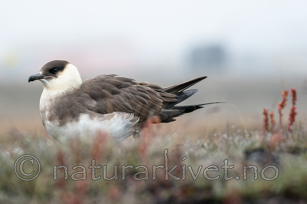 BB_20160716_0048 / Stercorarius parasiticus / Tyvjo