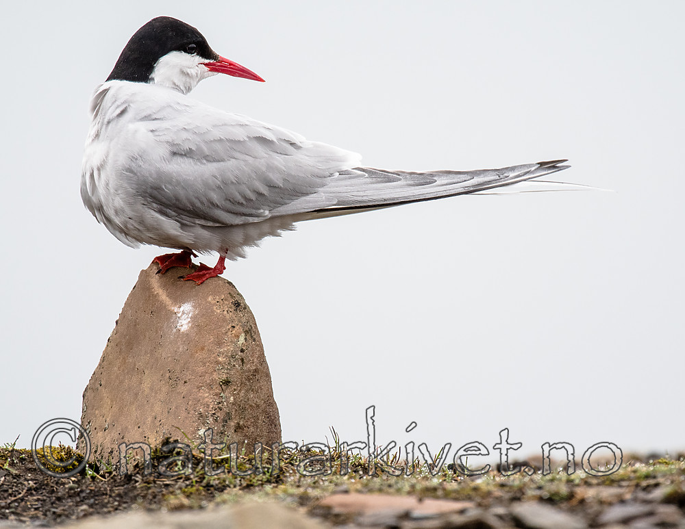 BB_20160716_0145 / Sterna paradisaea / Rødnebbterne