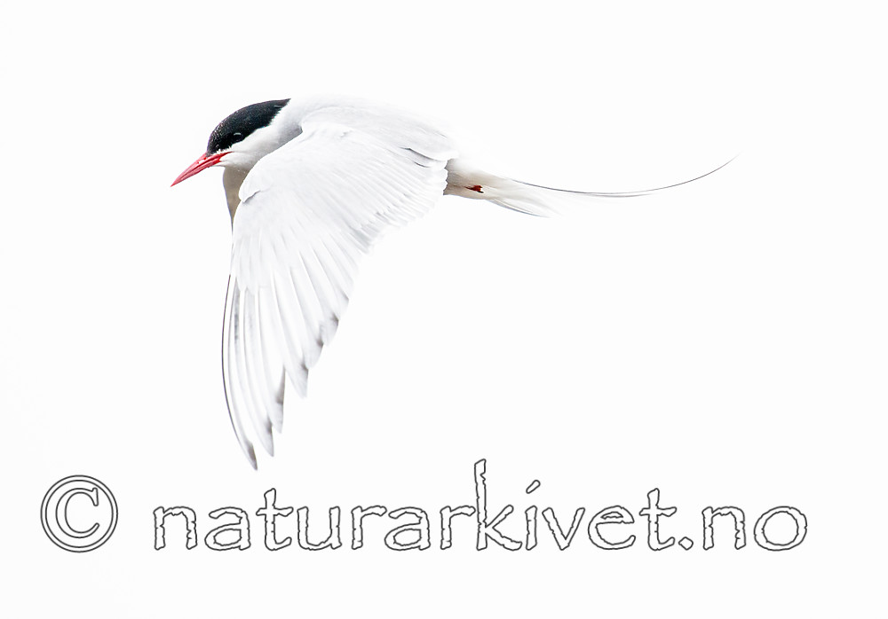 BB_20160716_0149 / Sterna paradisaea / Rødnebbterne