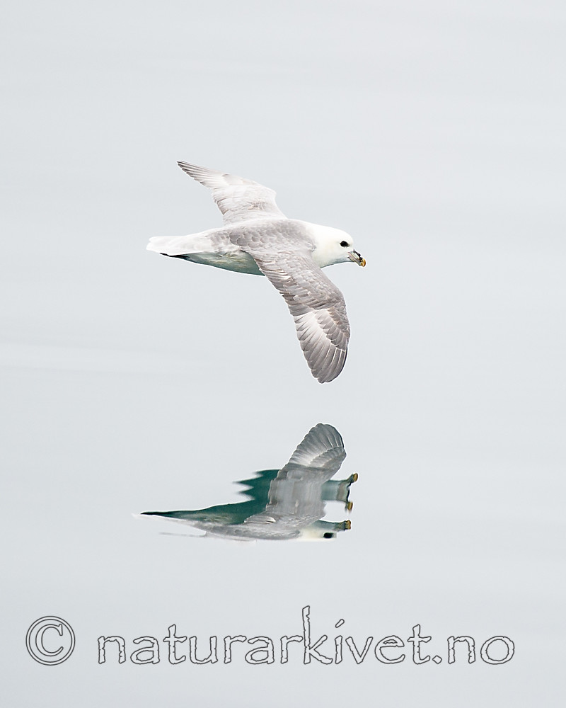 BB_20160717_0045 / Fulmarus glacialis / Havhest