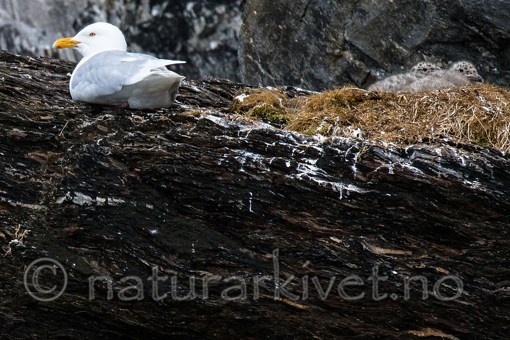 BB_20160717_0061 / Larus hyperboreus / Polarmåke