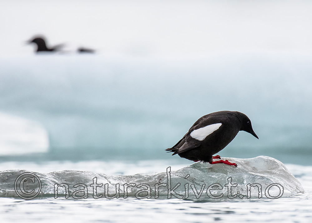 BB_20160717_0179 / Cepphus grylle / Teist