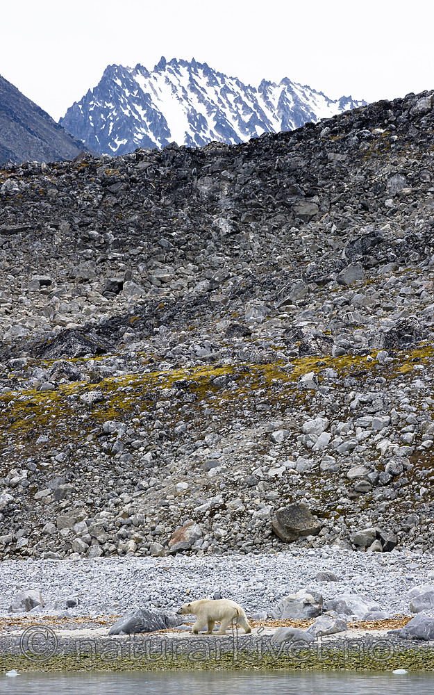 BB_20160717_0336 / Ursus maritimus / Isbjørn