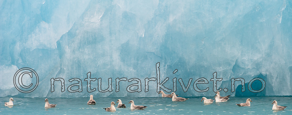 BB_20160718_0092 / Fulmarus glacialis / Havhest