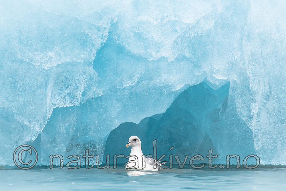 BB_20160718_0208 / Fulmarus glacialis / Havhest
