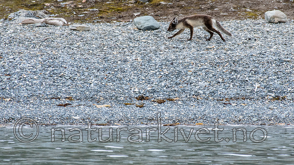 BB_20160718_0226 / Vulpes lagopus / Fjellrev