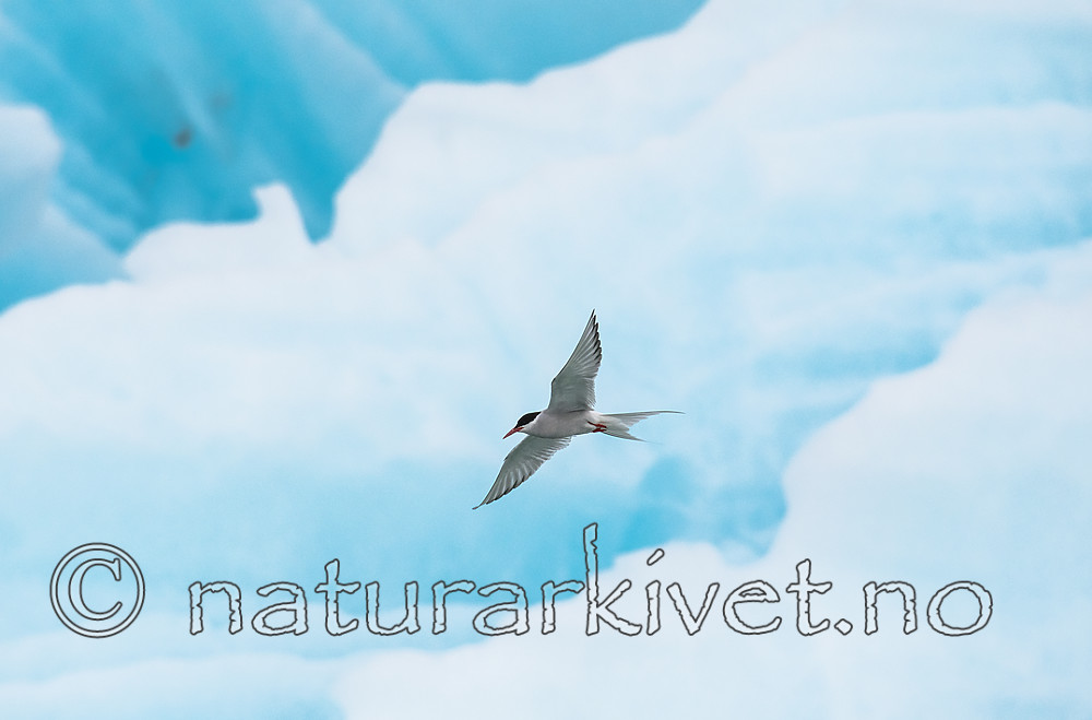 BB_20160718_0461 / Sterna paradisaea / Rødnebbterne