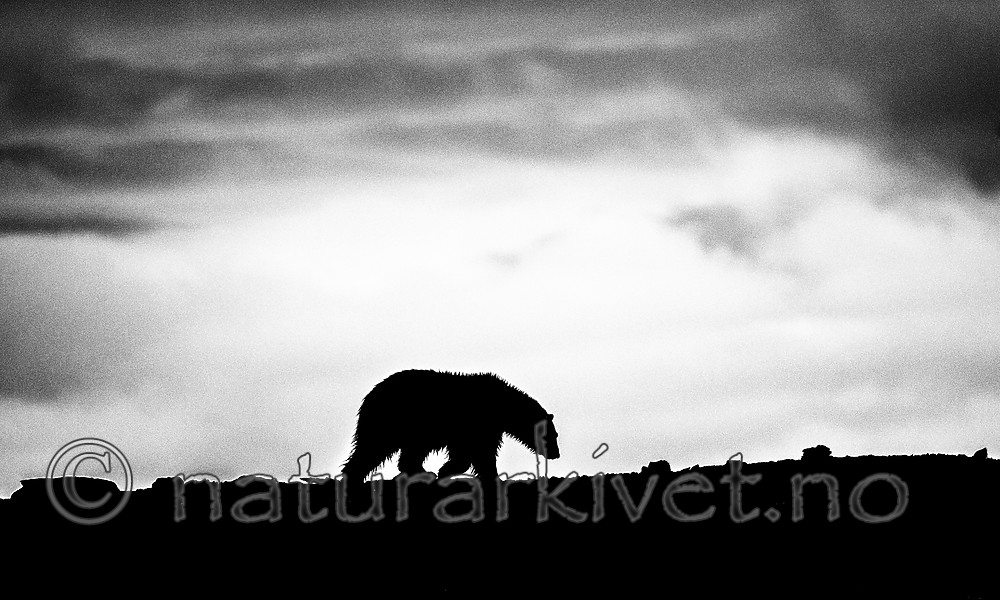 BB_20160719_0134 / Ursus maritimus / Isbjørn