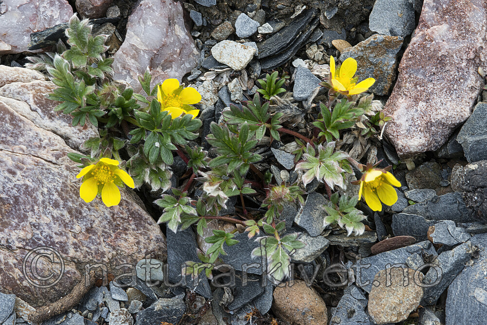 BB_20160720_0044-SharpenAI-Focus / Potentilla pulchella / Tuemure