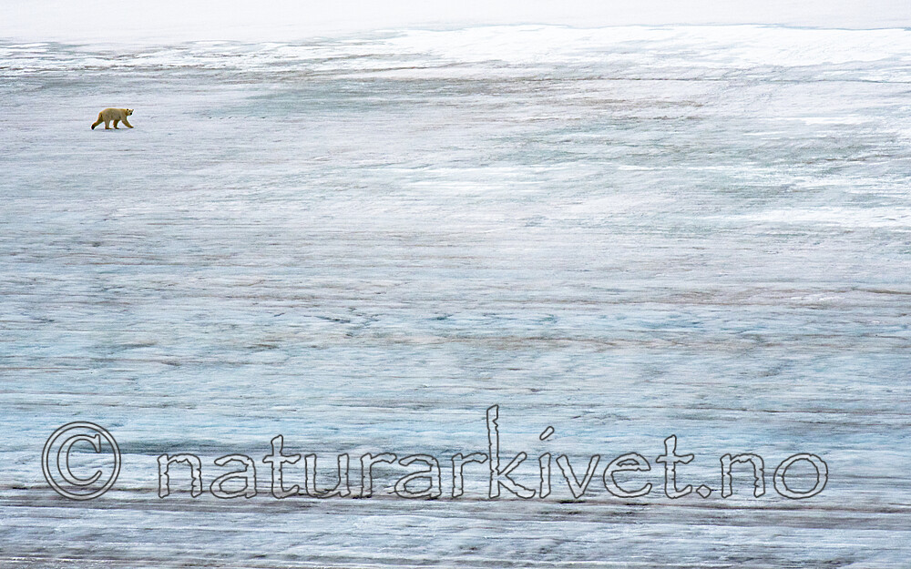 BB_20160720_0071 / Ursus maritimus / Isbjørn