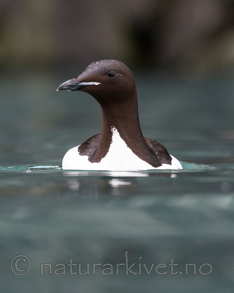 BB_20160720_0135 / Uria lomvia / Polarlomvi