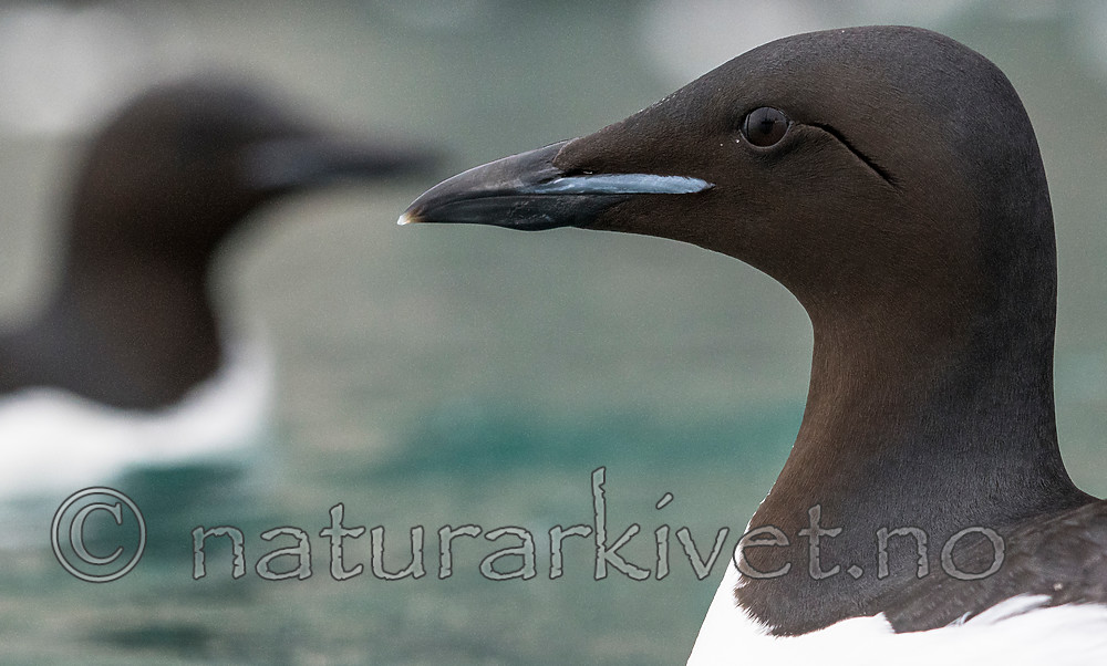 BB_20160720_0142 / Uria lomvia / Polarlomvi