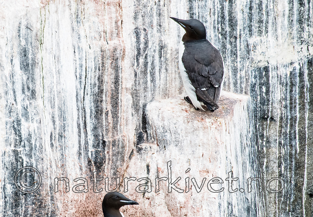 BB_20160720_0179 / Uria lomvia / Polarlomvi