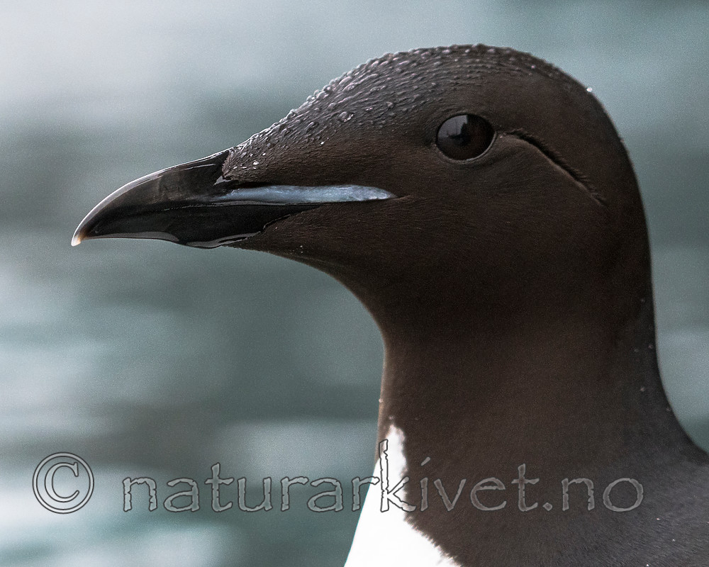 BB_20160720_0187 / Uria lomvia / Polarlomvi