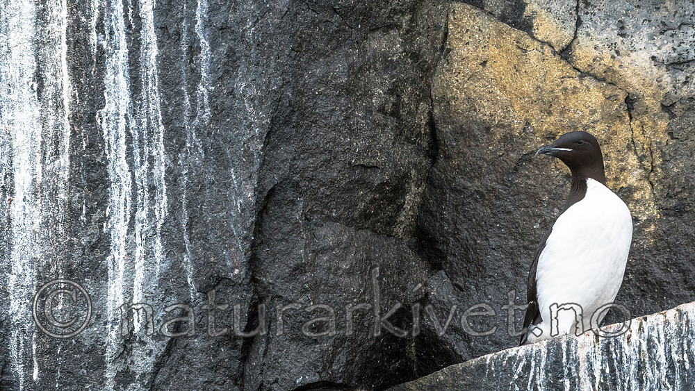 BB_20160720_0197 / Uria lomvia / Polarlomvi