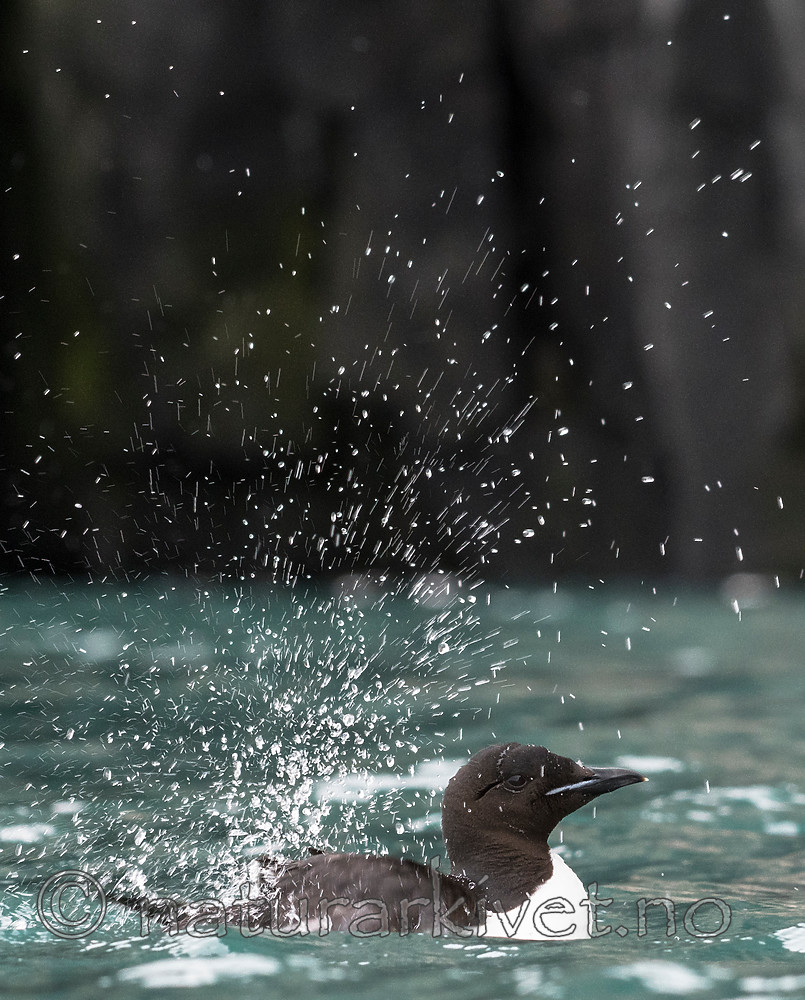 BB_20160720_0203 / Uria lomvia / Polarlomvi