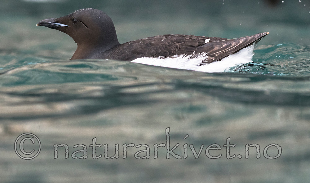 BB_20160720_0215 / Uria lomvia / Polarlomvi