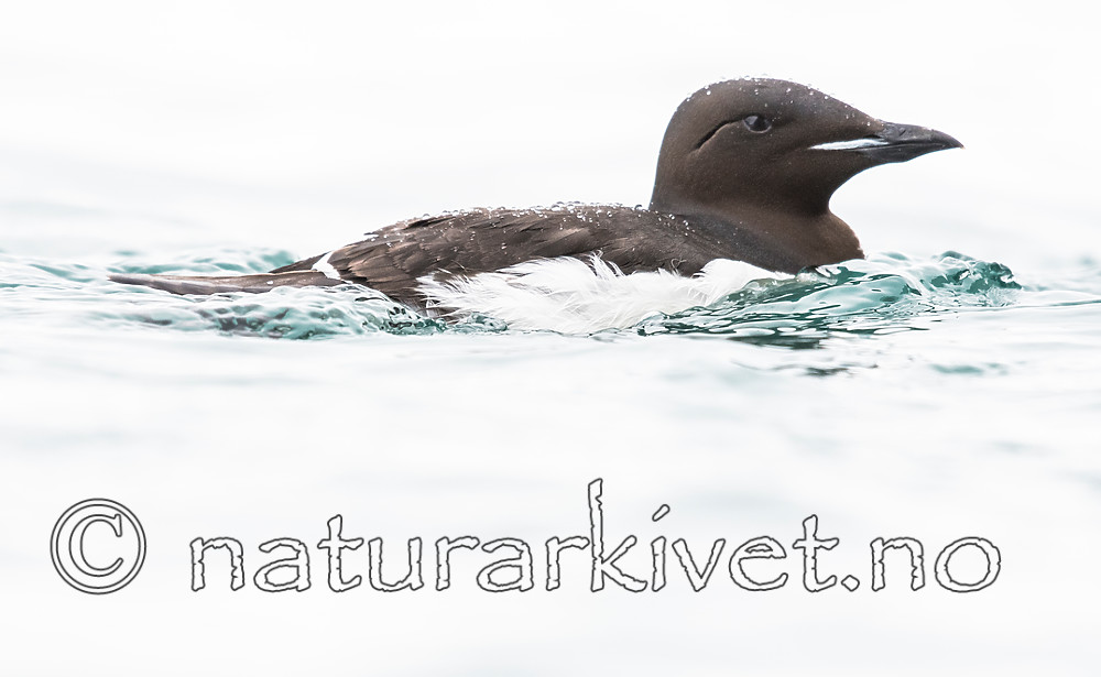 BB_20160720_0219 / Uria lomvia / Polarlomvi