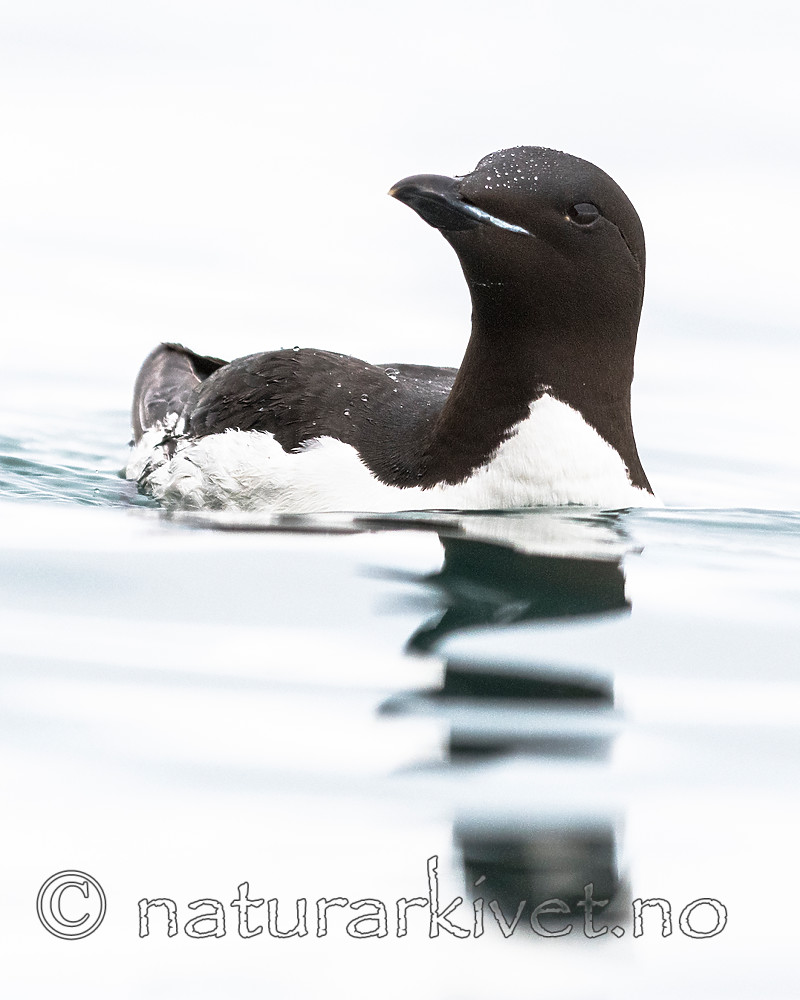 BB_20160720_0260 / Uria lomvia / Polarlomvi