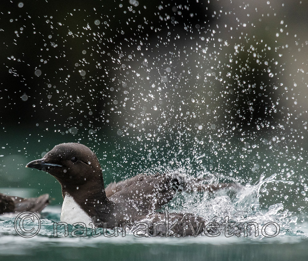 BB_20160720_0284 / Uria lomvia / Polarlomvi