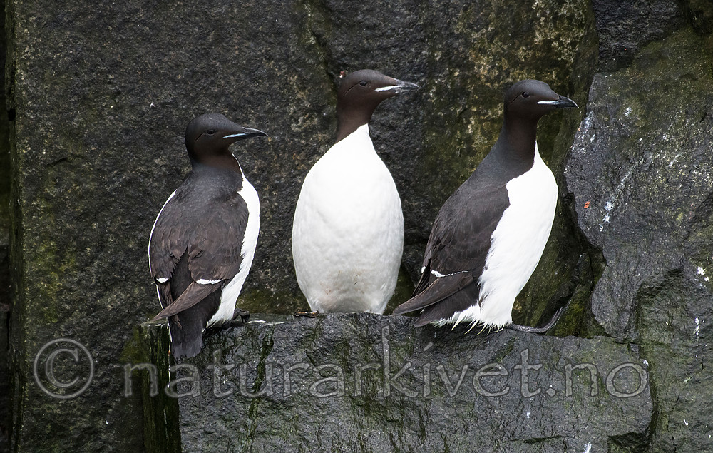 BB_20160720_0307 / Uria lomvia / Polarlomvi