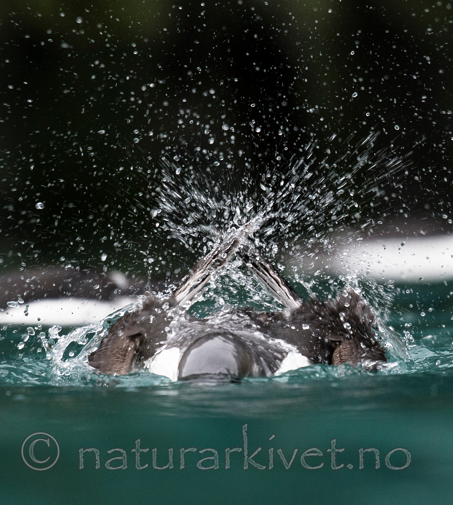 BB_20160720_0316 / Uria lomvia / Polarlomvi