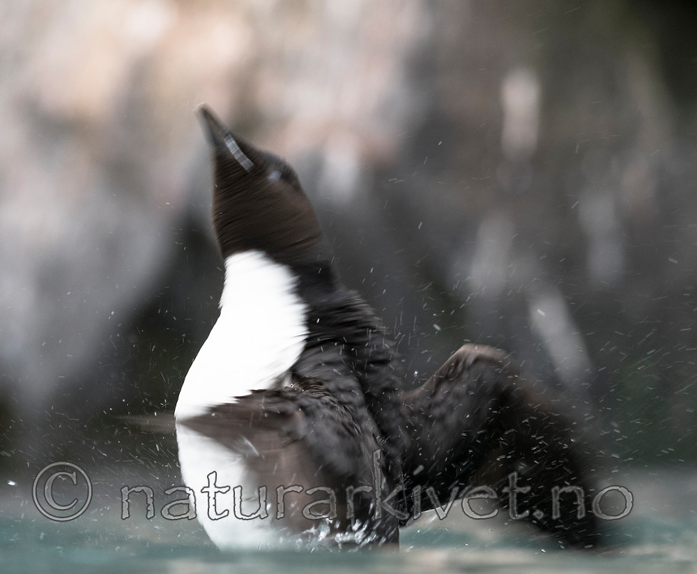 BB_20160720_0319 / Uria lomvia / Polarlomvi