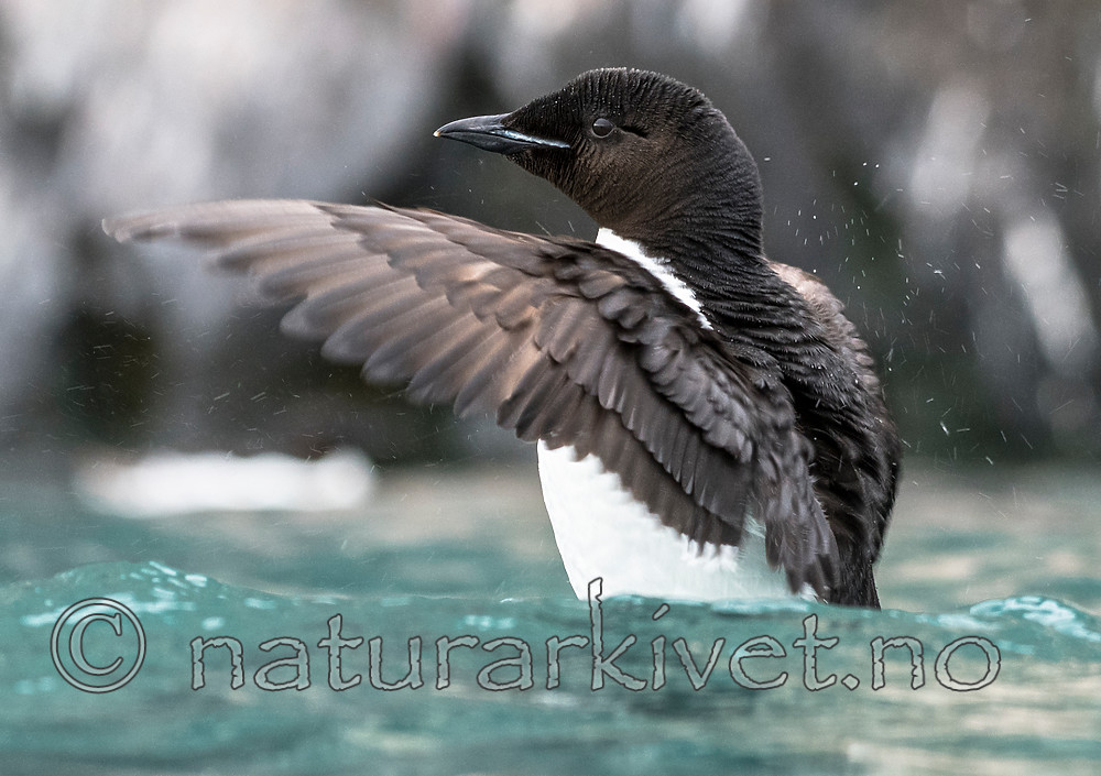 BB_20160720_0322 / Uria lomvia / Polarlomvi