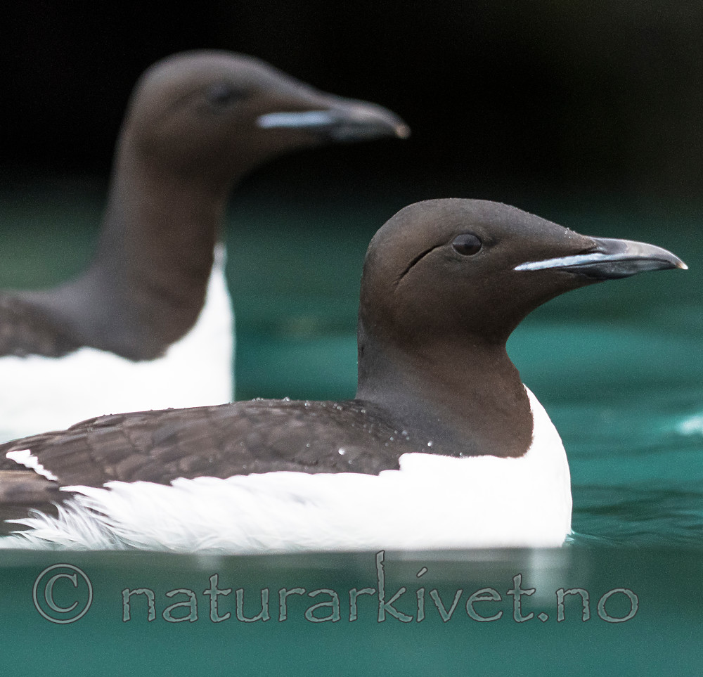 BB_20160720_0325 / Uria lomvia / Polarlomvi