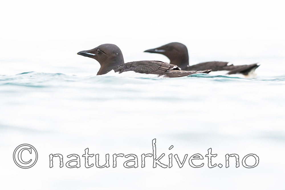 BB_20160720_0332 / Uria lomvia / Polarlomvi