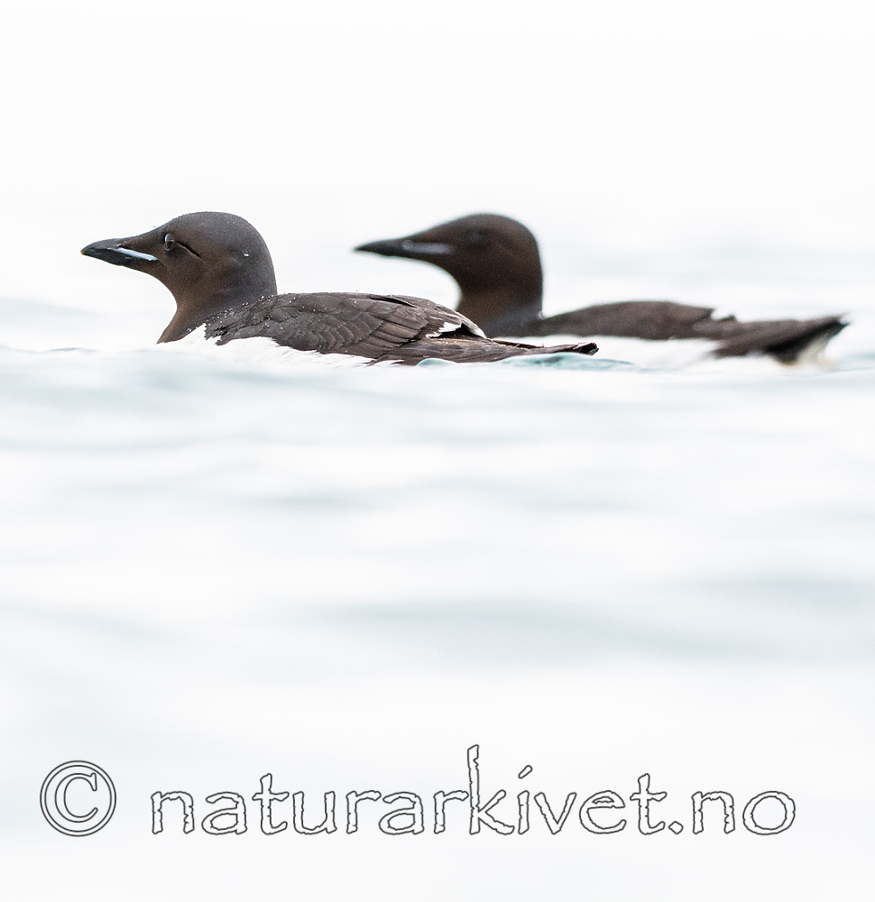 BB_20160720_0333 / Uria lomvia / Polarlomvi