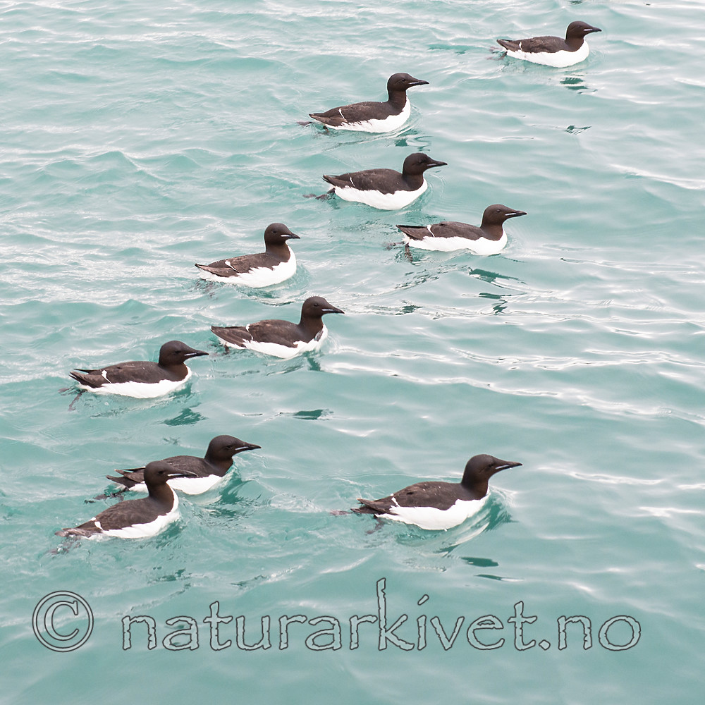 BB_20160720_0337 / Uria lomvia / Polarlomvi