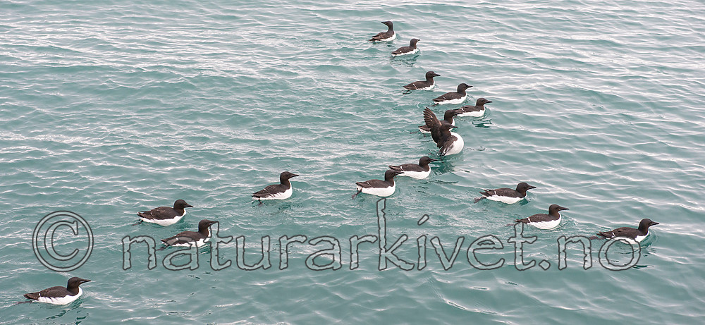 BB_20160720_0338 / Uria lomvia / Polarlomvi