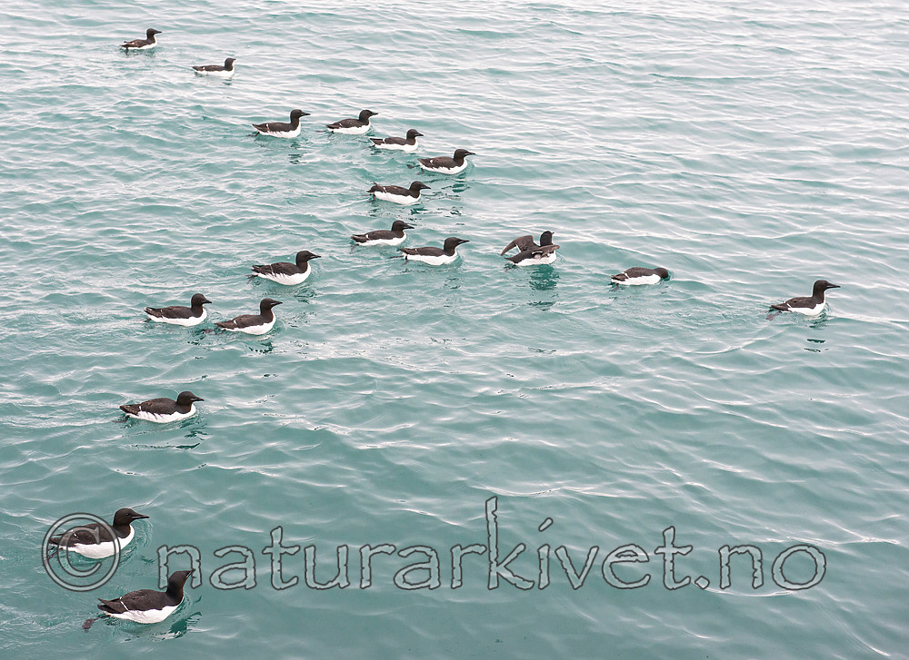 BB_20160720_0339 / Uria lomvia / Polarlomvi