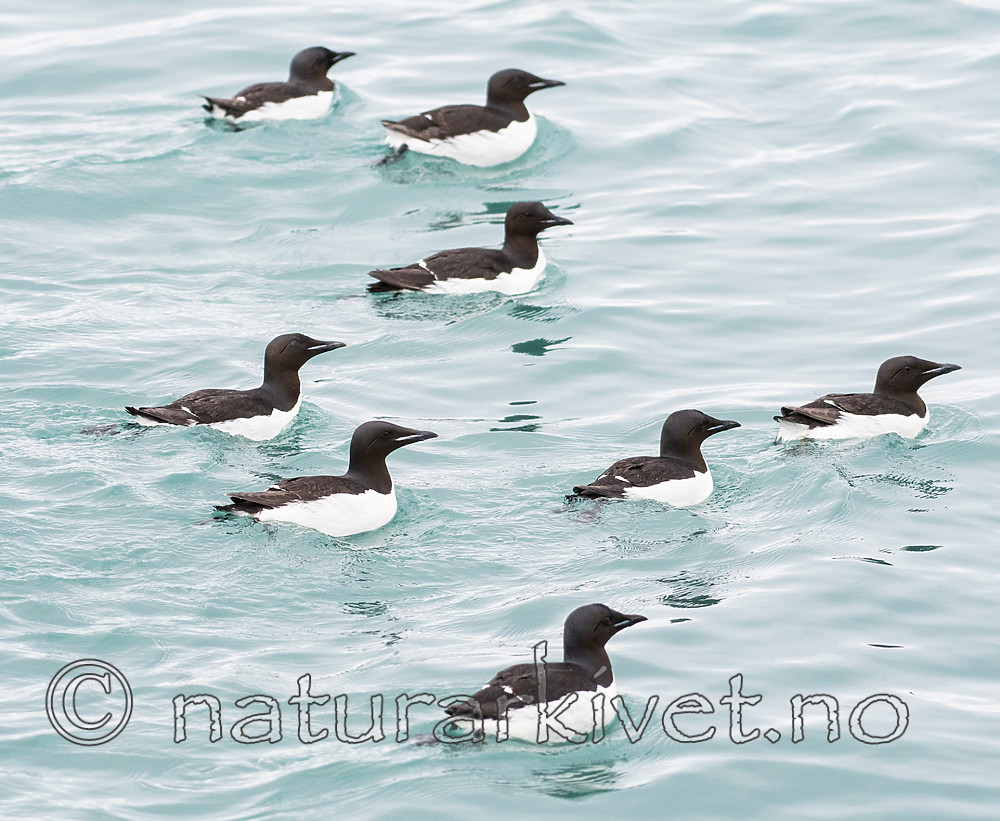 BB_20160720_0343 / Uria lomvia / Polarlomvi