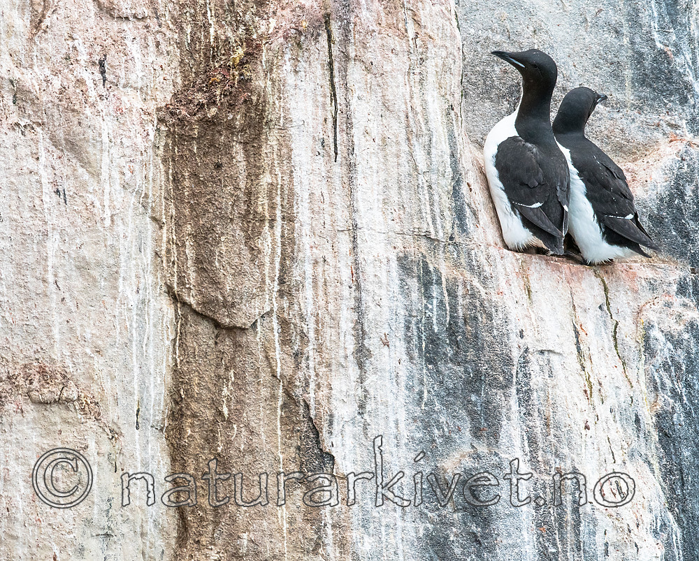 BB_20160720_0402 / Uria lomvia / Polarlomvi