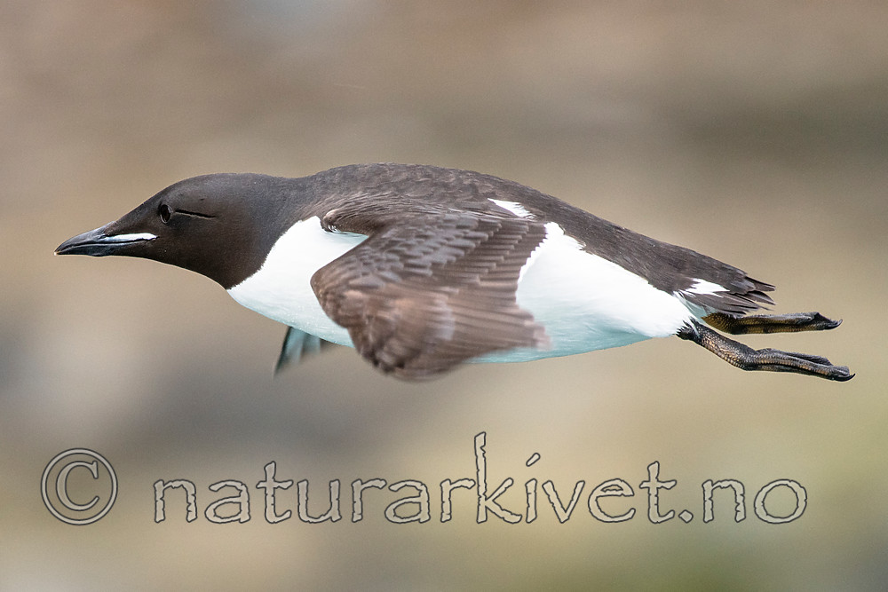 BB_20160720_0442 / Uria lomvia / Polarlomvi