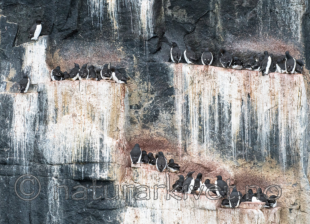 BB_20160720_0453 / Uria lomvia / Polarlomvi