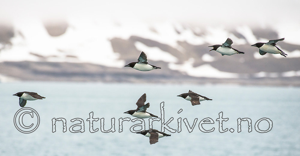 BB_20160720_0547 / Uria lomvia / Polarlomvi