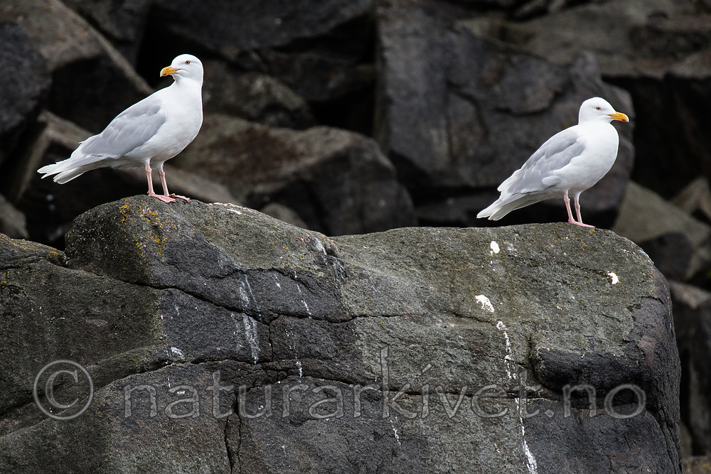 BB_20160721_0005 / Larus hyperboreus / Polarmåke